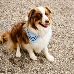 HAY | Dogs Scarf - Light Blue -Earl of East Store R04271221 LIGHTBLUE ALT02