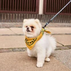 HAY | Dogs Scarf - Ochre Yellow -Earl of East Store R04271221 OCHRE ALT02