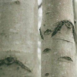 Earl Of East | Shinrin-Yoku - Soy Wax Candle - 260ml [9.1oz] -Earl of East Store earl of east shinrin yoku natural soy wax candle 260 2